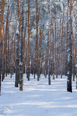 Trees in snow-covered winter wood