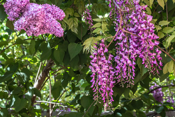 Lilac bush flowers closeup in the garden