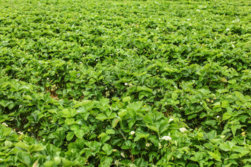 Fototapeta na wymiar Shallow depth of field photo - strawaberry fields, with unripe fruits and flowers