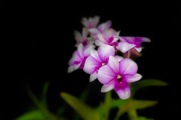 Fototapeta na wymiar purple and white orchid flowers