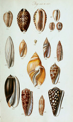 Illustration of animal