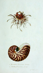 Illustration of animal