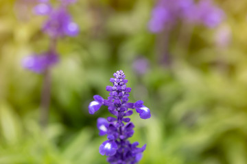 Fototapeta premium purple lavender flower