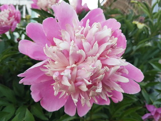 Summer outdoor flowers of home and at parks and gadens