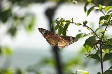 Wings Wide Open