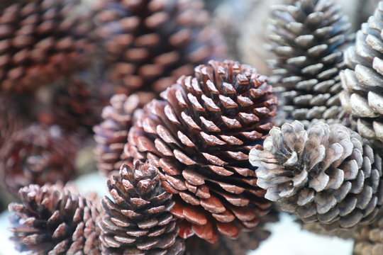 Pine cones of a coniferous plant from the pine jungle in southern state of India, Karnataka