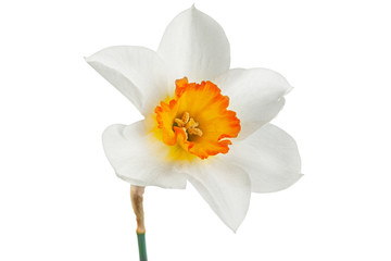 Narcissus spring flower on white © Leonid Nyshko