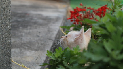 A small kitten