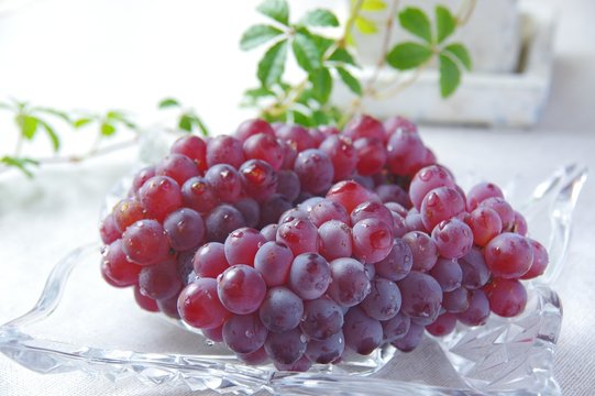 デラウェア　ぶどう　Delaware　grape