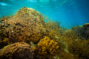 Obraz premium Corals