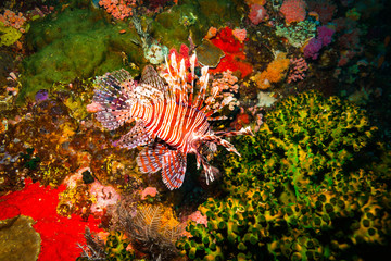 Lionfish