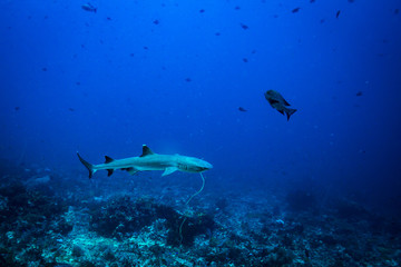White tip shark