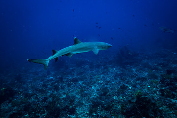 White tip shark