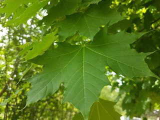 Lush Green Trees