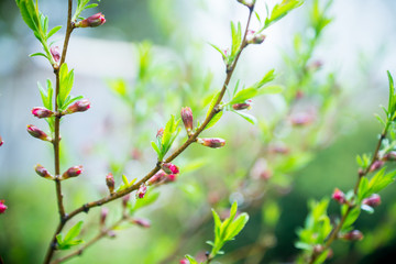 Blossoming almond steppe. Shallow depth of field.