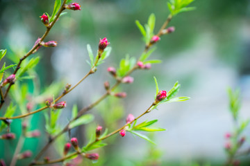 Blossoming almond steppe. Shallow depth of field.