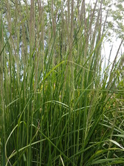 Weed at parks and garden