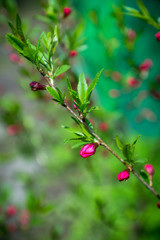 Obraz premium Blossoming almond steppe. Shallow depth of field.