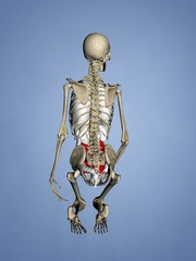 Small Intestine, Female Skeleton, 3D Human Model