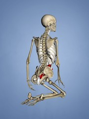 Small Intestine, Female Skeleton, 3D Human Model