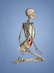 Small Intestine, Female Skeleton, 3D Human Model