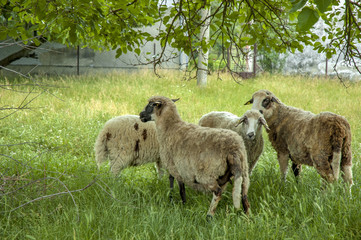 Fototapeta premium sheep in a green meadow
