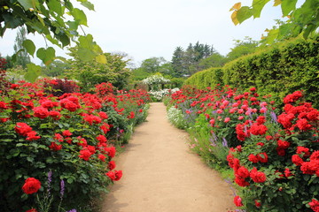 東武トレジャーガーデン　バラ　ローズガーデン