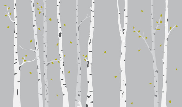 Birch Tree Silhouette Background © radenmas