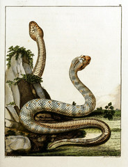 Fototapeta premium Illustration of a snake.