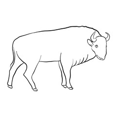 vector drawing zubr
