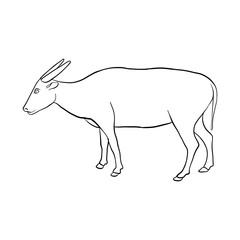 vector drawing buffalo