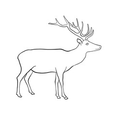 vector drawing deer