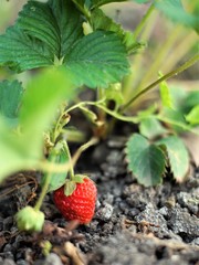 strawberries grow in the garden