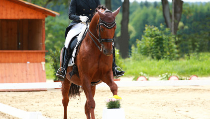 Obraz premium Dressurpferd Hengst im Dressurviereck, in einer Gallopade..