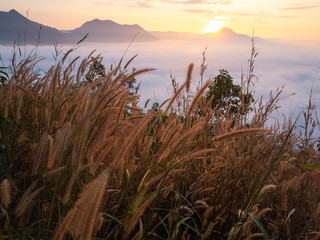 Fototapeta na wymiar Beautiful landscape lot of fog Phu Thok