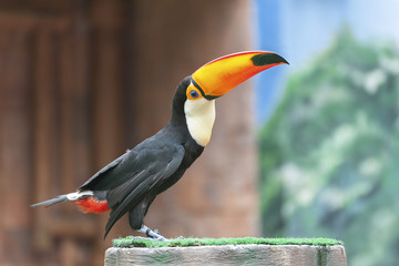Bird Toucan (Ramphastos toco) © leeyiutung