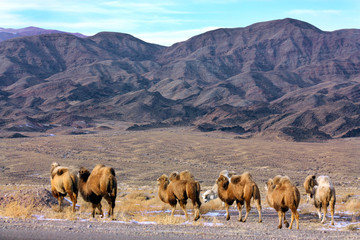 Camels