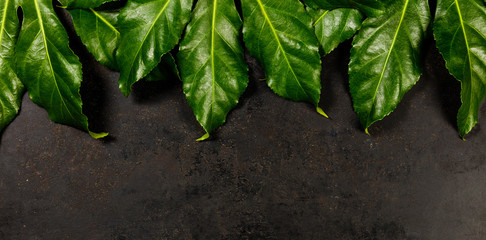Tropical leaves on dark rustic background