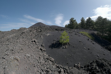 Pine Sapling On Volcanic Ash In Etna Park, Sicily