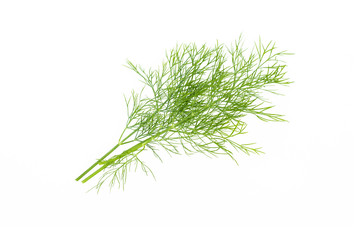 Fresh green dill leaves bunch, raw organic leaf, isolated on white background