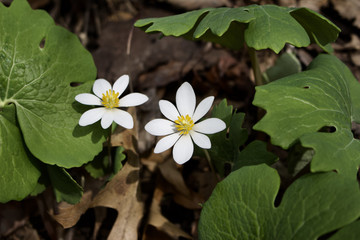 Close up view of Bloodroot (Sanguinaria canadensis) wildflowers emerging in native woodland habitat in early spring