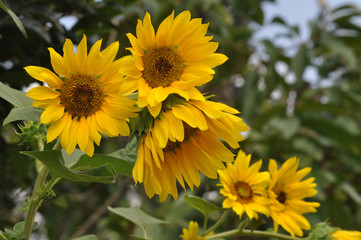 Sun Flower Blooming