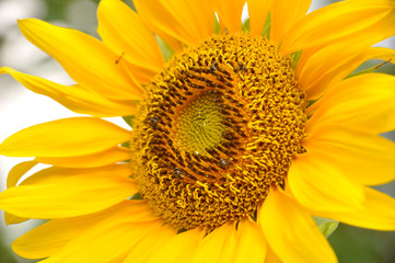 Sun Flower Blooming