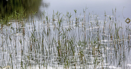 herbes folles