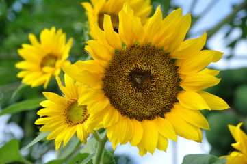 Sun Flower Blooming