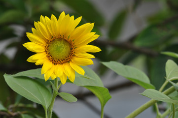 Sun Flower Blooming