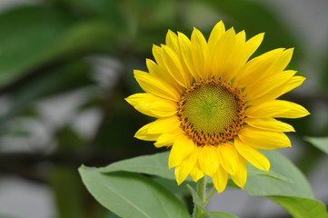 Sun Flower Blooming