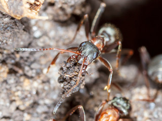 The ant is in the ground in nature