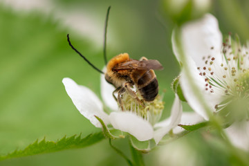 Bee on a white flower in nature.
