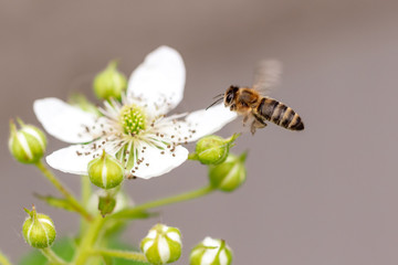 Bee in flight on nature.